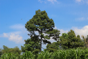 Fototapeta premium Natural outdoor scene with blue sky, scattered clouds, dense green vegetation, and tall trees. Peaceful landscape ideal for nature, agriculture, or environmental themes.