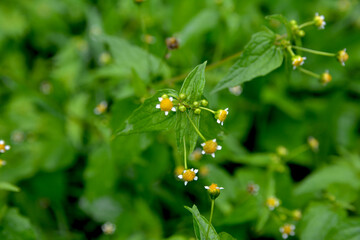 In the field it blooms galinsoga parviflora
