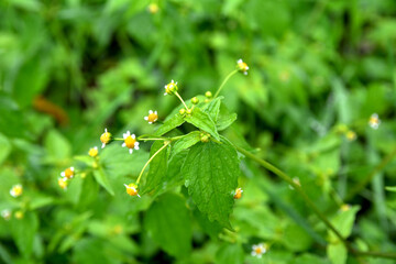 In the field it blooms galinsoga parviflora