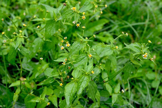In the field it blooms galinsoga parviflora