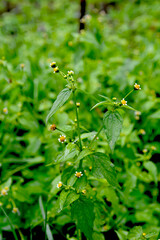 In the field it blooms galinsoga parviflora