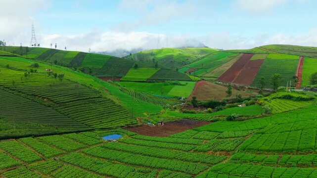 Aerial view of vibrant green tea plantations and colorful patchwork fields spread across rolling hills under a clear blue sky, showcasing the natural beauty and rich agricultural landscape.