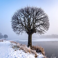 Frosted tree near a body of water in wintertime