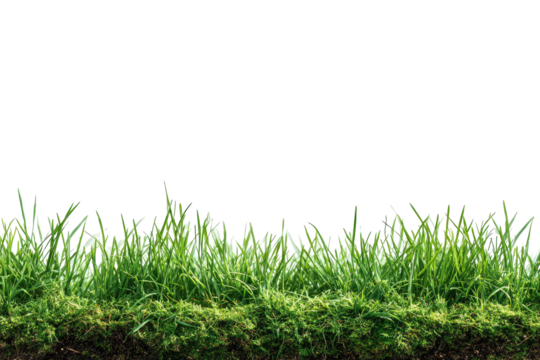 Lush green grass edge against black background