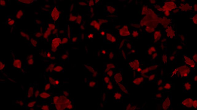 Flurry of various red autumn leaves gently falls and tumbles against a black background. Perfect for fall, seasonal, or nature themes