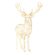 Vector freehand vintage golden Christmas deer scribble isolated on white background. Texture of writing gold materials. Handwritten christmases reindeer doodles, pencil strokes.	
