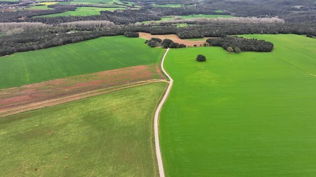 una camino atravesando una prado de trigo verde