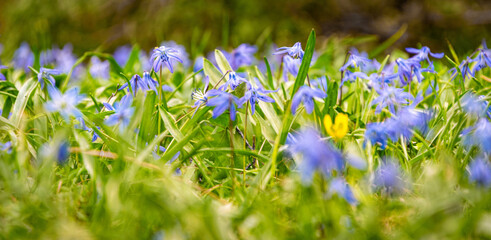 Bluebell flower in sunny spring forest