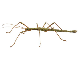 Isolated stick insect in full length studio shot, Phasmatodea, walking stick, herbaceous appearance