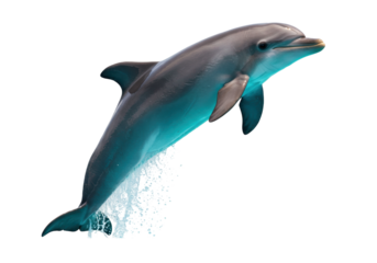 Isolated Bottlenose Dolphin Jumping out of Water Aquatic Mammal Marine Life Predator Underwater