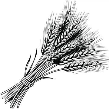 A detailed illustration of a bundle of wheat stalks tied together