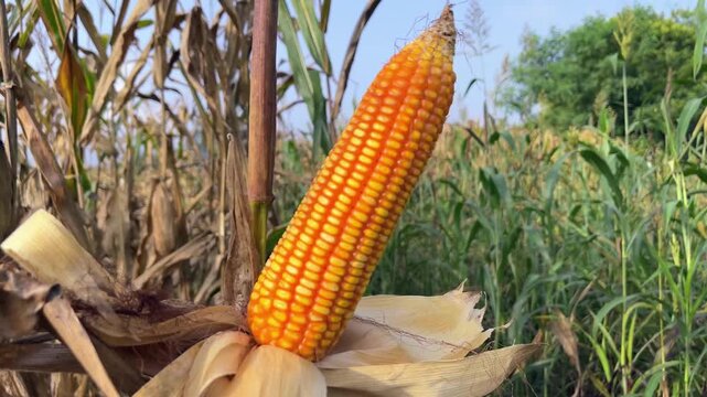 Corn on Plant with Husk Removed | Fresh Maize Ear Demonstration Close-Up Video