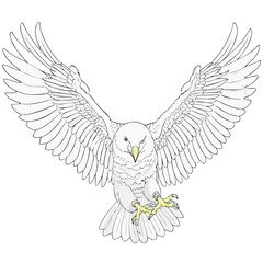Obraz premium Detailed sketch of a majestic bald eagle with wings fully extended