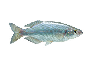 Isolated cyprinid freshwater fish with shiny scales, close up studio shot on clean background
