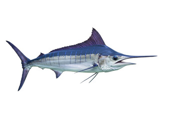 Isolated Blue marlin fish, sport fishing trophy, swimming underwater marine animal, predator