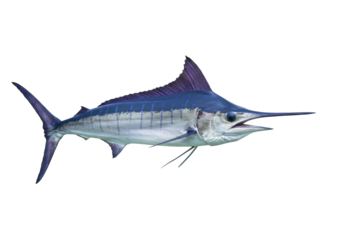Isolated Blue marlin fish, sport fishing trophy, swimming underwater marine animal, predator