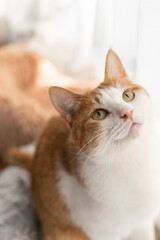 室内でくつろぐ可愛い猫　茶トラ白	