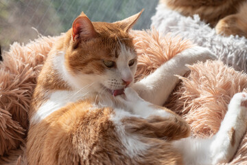 毛づくろいをする猫　茶トラ白