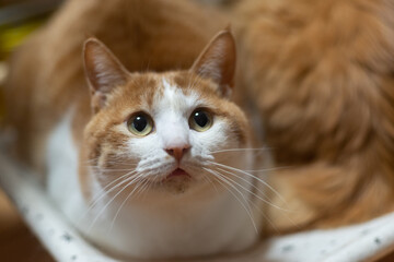 室内でくつろぐ可愛い猫　茶トラ白	