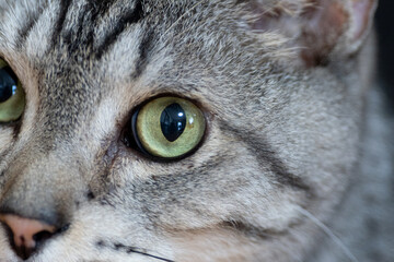 綺麗な目で見つめる可愛い猫　サバトラ猫