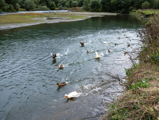 Obraz premium Flock of Ducks in Lake – Wild Birds in Natural Habitat