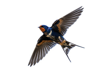 Isolated Barn Swallow soaring with fully extended wings  bird with blue, orange, and brown plumage © Rowan