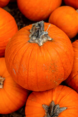 Pile of pumpkins, Halloween.