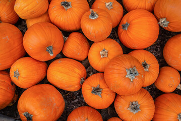 Fresh orange pumpkins pile for the fall harvest season.