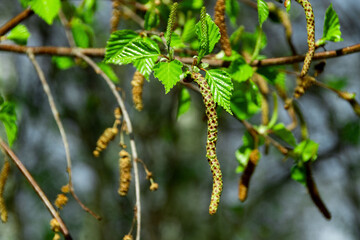 New leaves and catkins on a tree branch in spring sunlight highlighting the vibrant colors and textures of nature in a park setting
