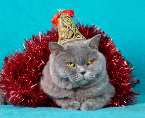 A charming blue British Shorthair cat in Christmas tinsel on a blue background. The cat has a bell on her head. Christmas concept