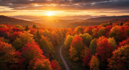 A breathtaking vista of a sun-drenched autumn forest, showcasing vibrant fall foliage and a winding country road.