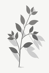 realistic plant shadows on white wall background