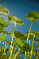 Detailed capture of Centella leaves under sunlight, blue sky background, styled for clean beauty, natural skincare photo collections.