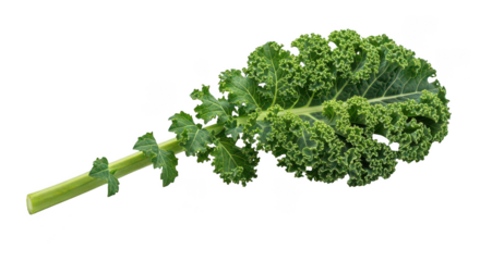 Fresh Curly Kale Leaf Isolated On Black Background