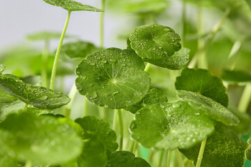 Cluster of Centella leaves growing together, photographed with shallow depth of field, perfect for natural skincare and organic concept. Closeup photo © Tuan  Nguyen 