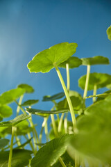 Cluster of Centella leaves photographed clearly from below, against bright sky, styled for skincare, vitality and natural ingredient use.