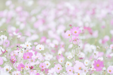 彩度低めのパステル調一面のコスモス畑