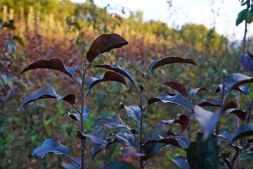 A large nursery of different plants. Gardening and landscape design.