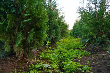 Fototapeta premium A large nursery of different plants. Gardening and landscape design.