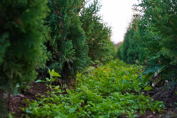 A large nursery of different plants. Gardening and landscape design.