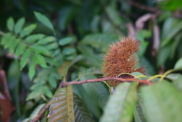 秋の森の栗のイガ クローズアップ