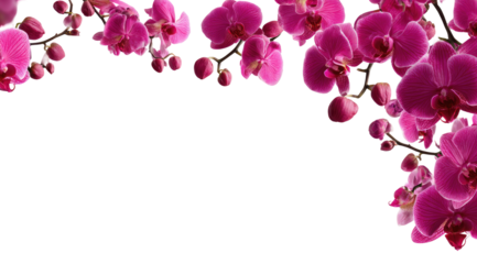 Pink orchid blossoms frame a transparent background