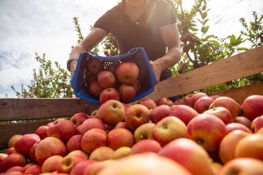 Apfelernte in der Pfalz