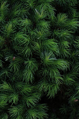 close up of a evergreen white spruce needles