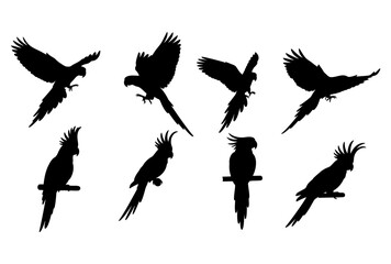 Parrot and cockatoo silhouette collection
