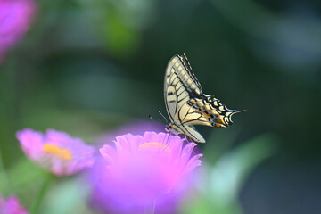ジニアの花とアゲハチョウ
