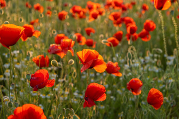A poppy field at sunset. Bright scarlet poppies and white daisy flowers in close-up. Warm atmospheric summer background. soft focus, blurry movement. The concept of summer, warm evenings. Postcard