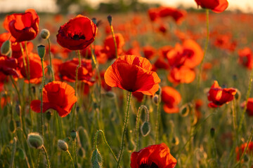 Poppies field sunset. Bright scarlet flowers in the orange sunset light. Warm atmospheric summer landscape. Natural background for design, wallpaper, paintings. Wild wildflowers in the setting sun