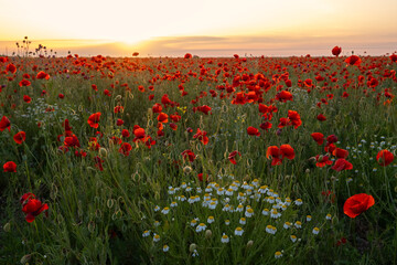 A poppy field at sunset. Bright scarlet poppies and white daisy flowers in close-up. Warm...