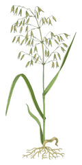 Forage grass for pasture and hay vector set